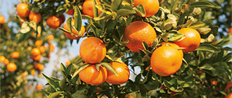 mandarins-history